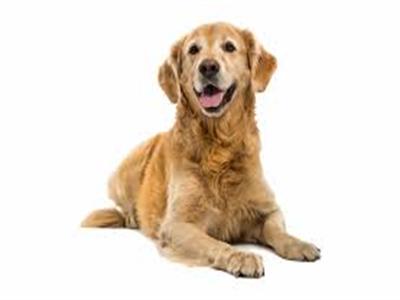Kutta