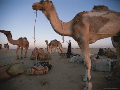 Camel