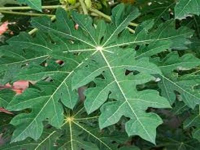 Papaya leaf tea