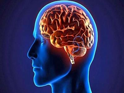 Brain